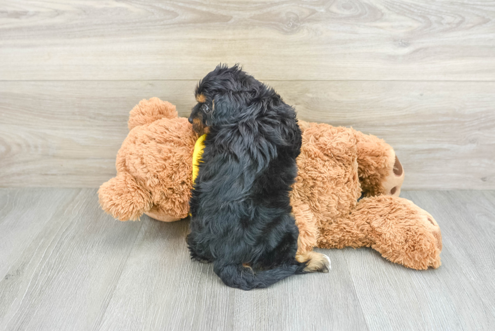 Little Cavipoo Poodle Mix Puppy