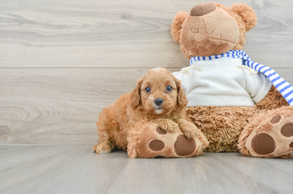 6 week old Cavapoo Puppy For Sale - Windy City Pups