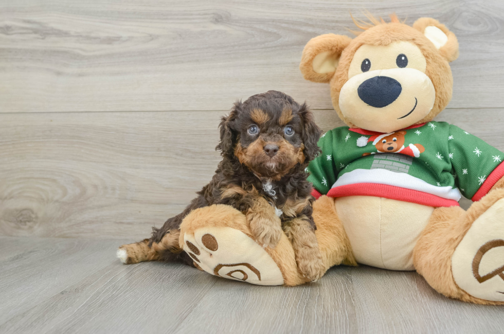 5 week old Cavapoo Puppy For Sale - Windy City Pups