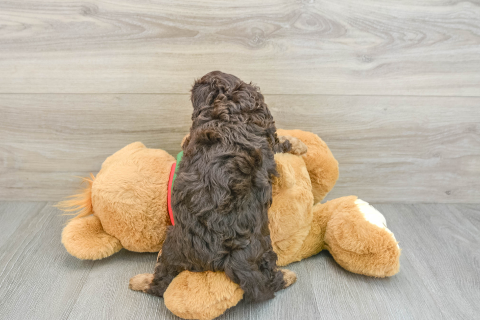 Little Cavipoo Poodle Mix Puppy