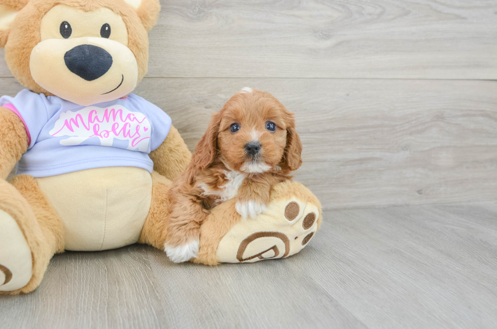 5 week old Cavapoo Puppy For Sale - Windy City Pups