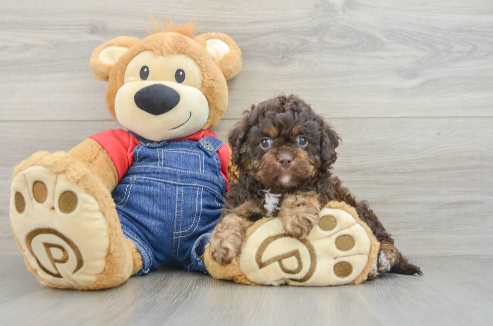 7 week old Cavapoo Puppy For Sale - Windy City Pups