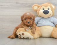 9 week old Cavapoo Puppy For Sale - Windy City Pups