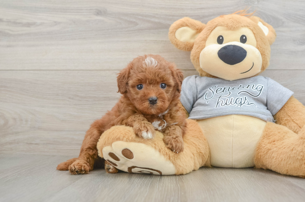 5 week old Cavapoo Puppy For Sale - Windy City Pups