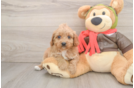 Cavapoo Pup Being Cute