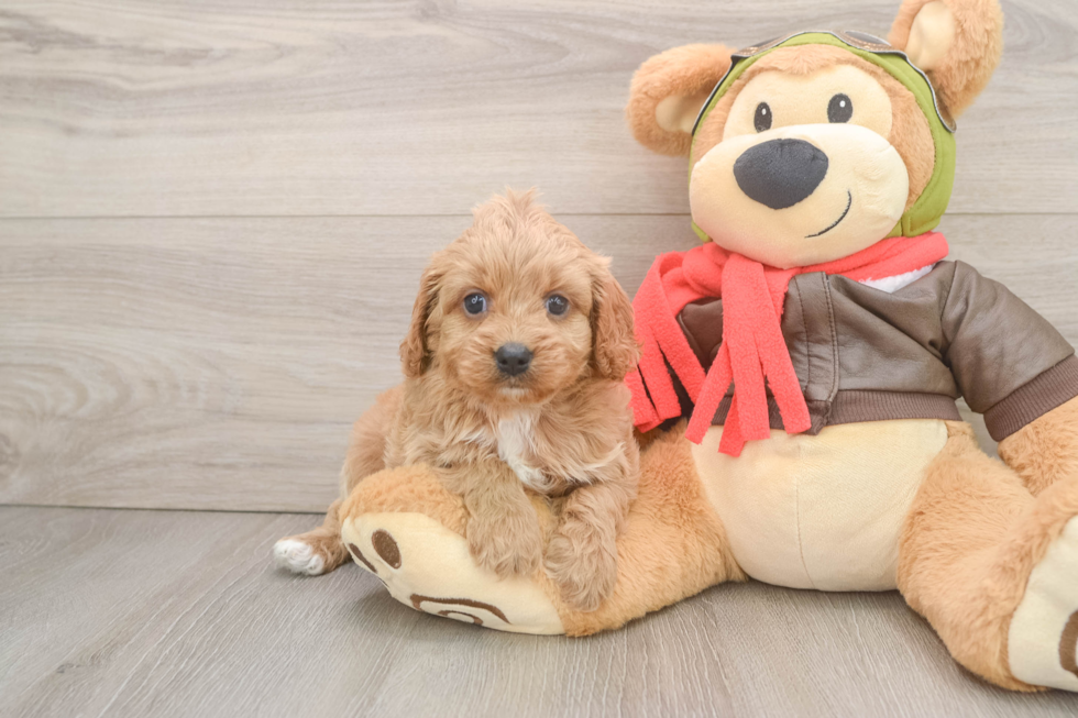 Cavapoo Pup Being Cute