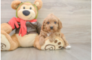 Hypoallergenic Cavadoodle Poodle Mix Puppy