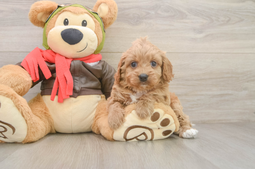 5 week old Cavapoo Puppy For Sale - Windy City Pups