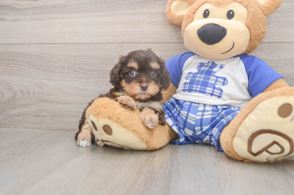 Meet Gemma - our Cavapoo Puppy Photo  2/3 - Windy City Pups Cavapoo Pup Being Cute