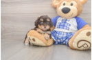 Meet Gemma - our Cavapoo Puppy Photo  2/3 - Windy City Pups Cavapoo Pup Being Cute