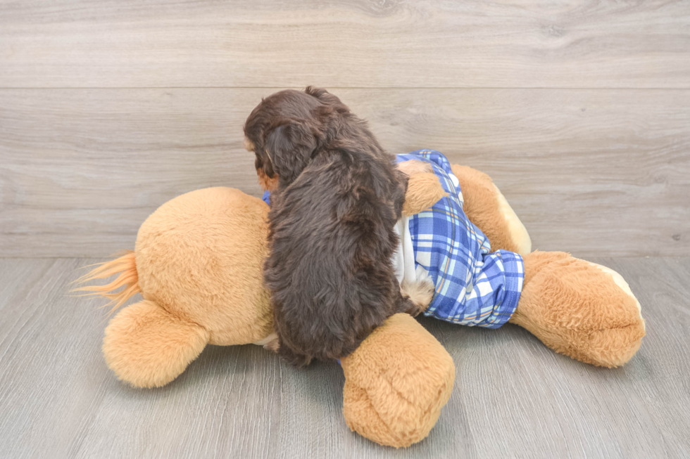 Meet Gemma - our Cavapoo Puppy Photo  3/3 - Windy City Pups Cavapoo Puppy for Adoption