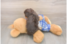 Meet Gemma - our Cavapoo Puppy Photo  3/3 - Windy City Pups Cavapoo Puppy for Adoption