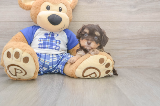 5 week old Cavapoo Puppy For Sale - Windy City Pups Best Cavapoo Baby