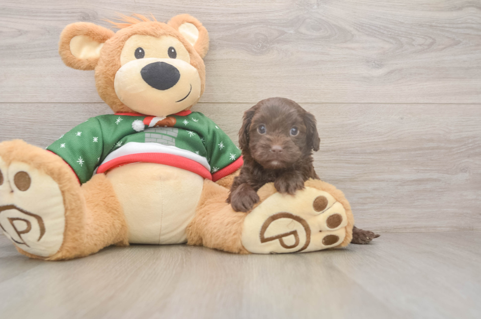 5 week old Cavapoo Puppy For Sale - Windy City Pups