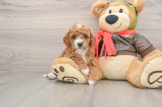 Cavapoo Puppy for Adoption