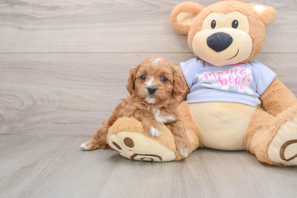 Cavapoo Pup Being Cute