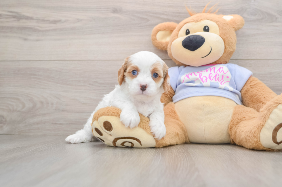 Adorable Cavalier King Charles Spaniel and Poodle Mix Poodle Mix Puppy