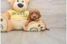 Happy Cavapoo Baby