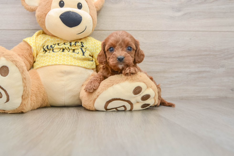 Happy Cavapoo Baby