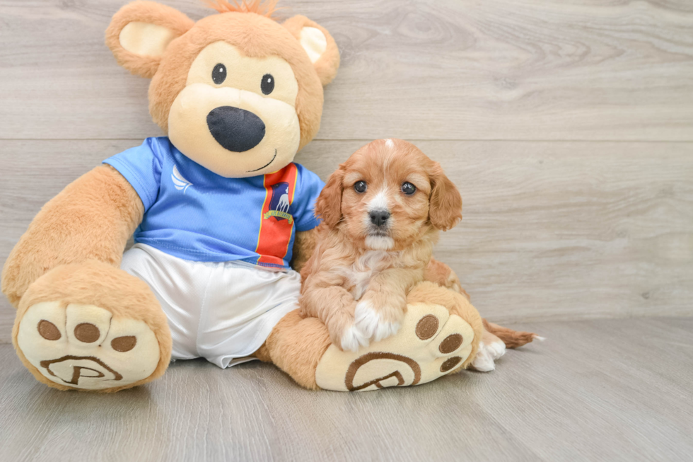 Hypoallergenic Cavadoodle Poodle Mix Puppy