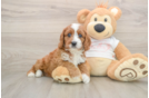 Smart Cavapoo Poodle Mix Pup