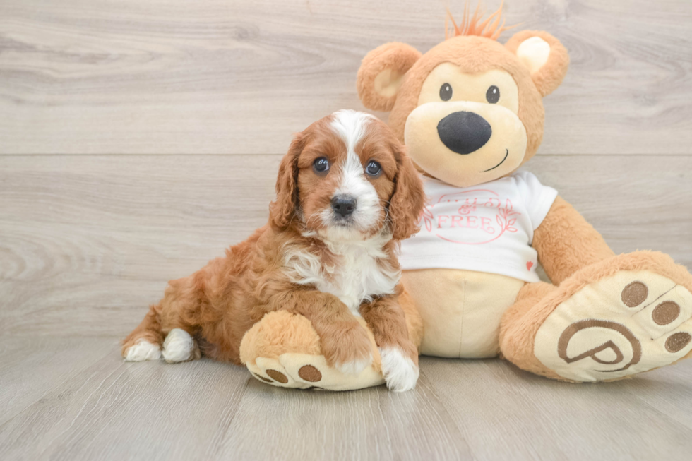 Smart Cavapoo Poodle Mix Pup