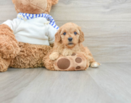 9 week old Cavapoo Puppy For Sale - Windy City Pups