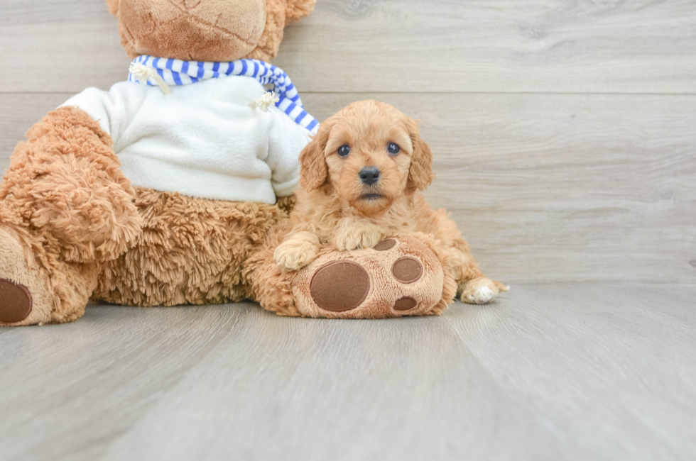 6 week old Cavapoo Puppy For Sale - Windy City Pups