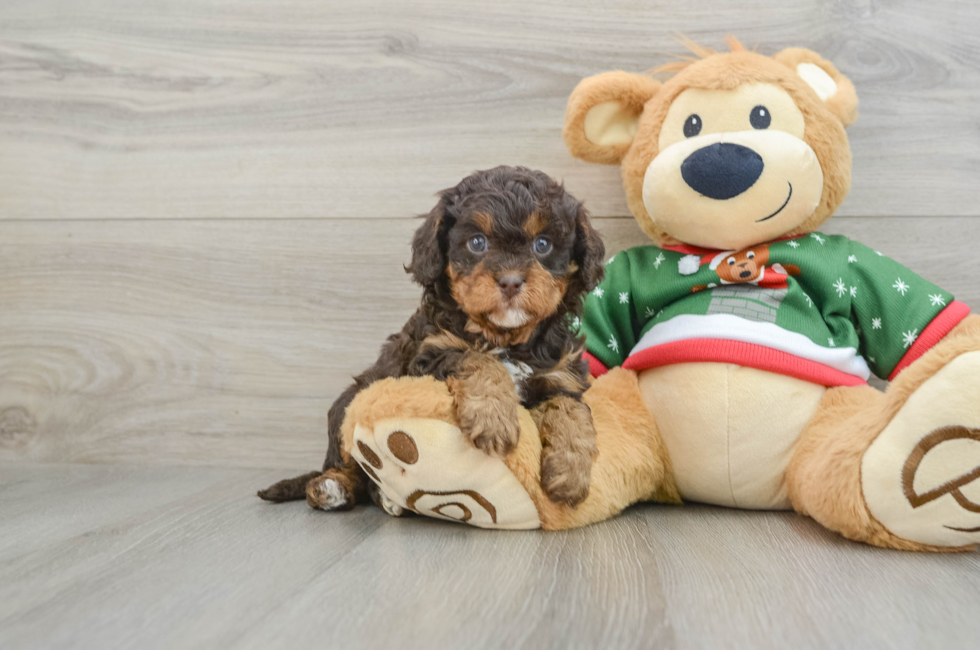 5 week old Cavapoo Puppy For Sale - Windy City Pups