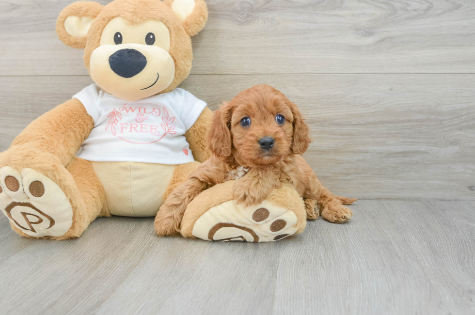 6 week old Cavapoo Puppy For Sale - Windy City Pups