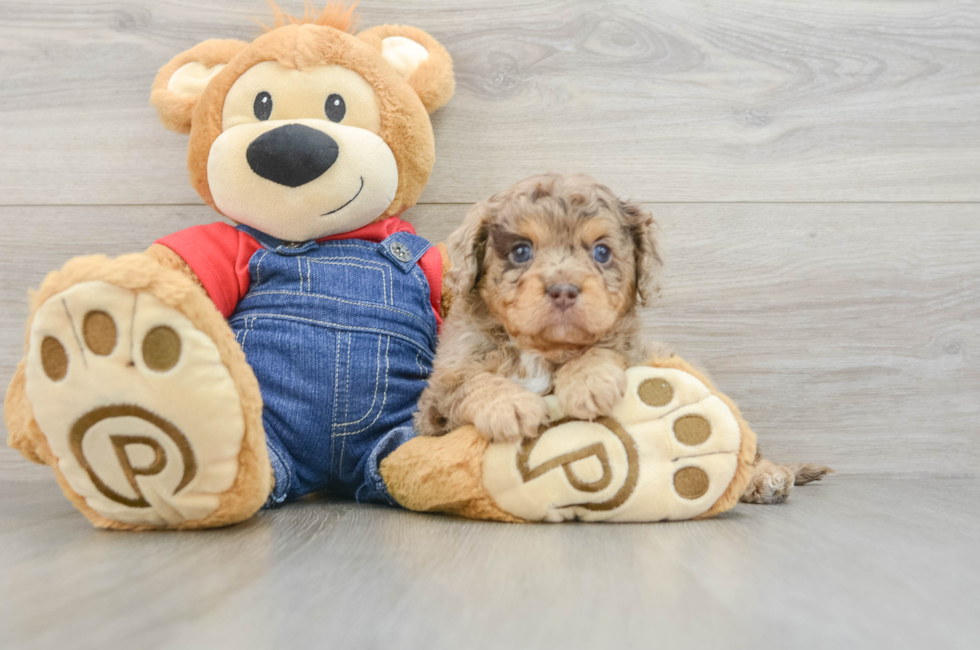 7 week old Cavapoo Puppy For Sale - Windy City Pups