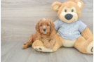 Cavapoo Pup Being Cute