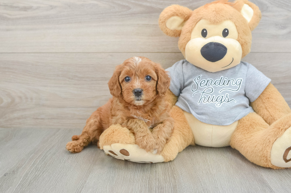 5 week old Cavapoo Puppy For Sale - Windy City Pups