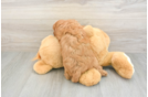 Little Cavipoo Poodle Mix Puppy