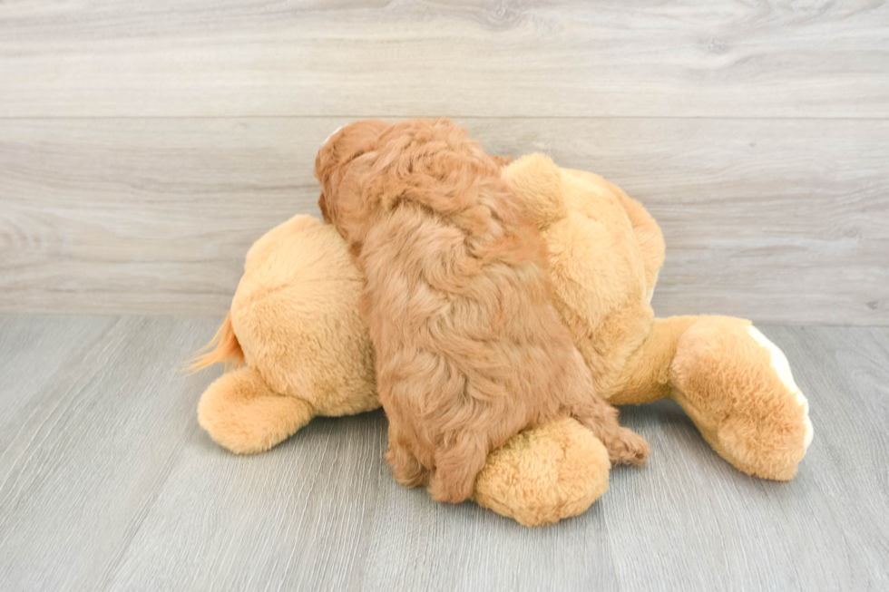 Little Cavipoo Poodle Mix Puppy