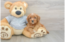 Fluffy Cavapoo Poodle Mix Pup