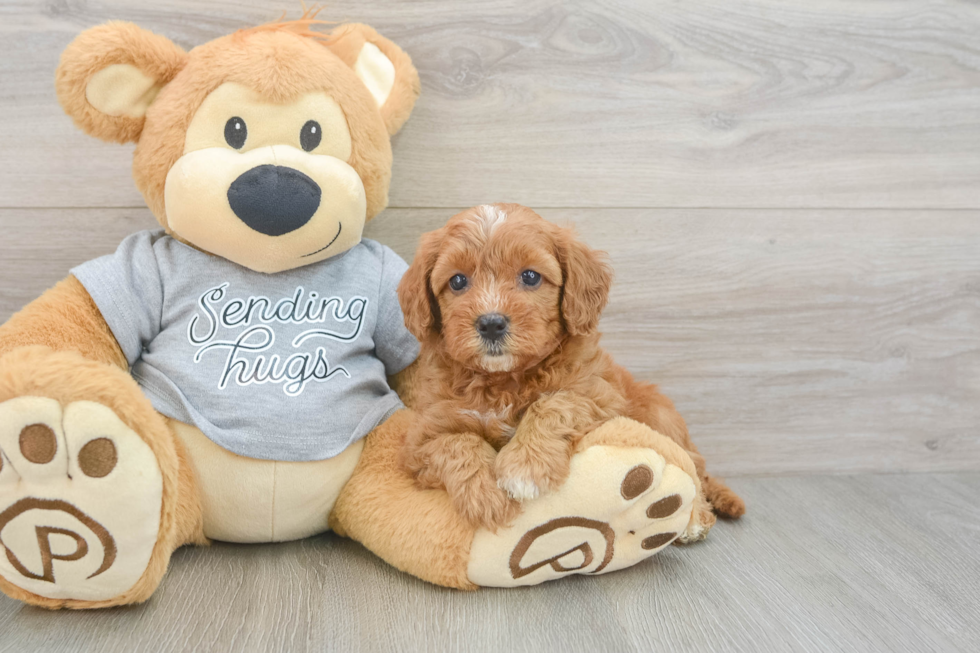 Fluffy Cavapoo Poodle Mix Pup