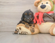 9 week old Cavapoo Puppy For Sale - Windy City Pups