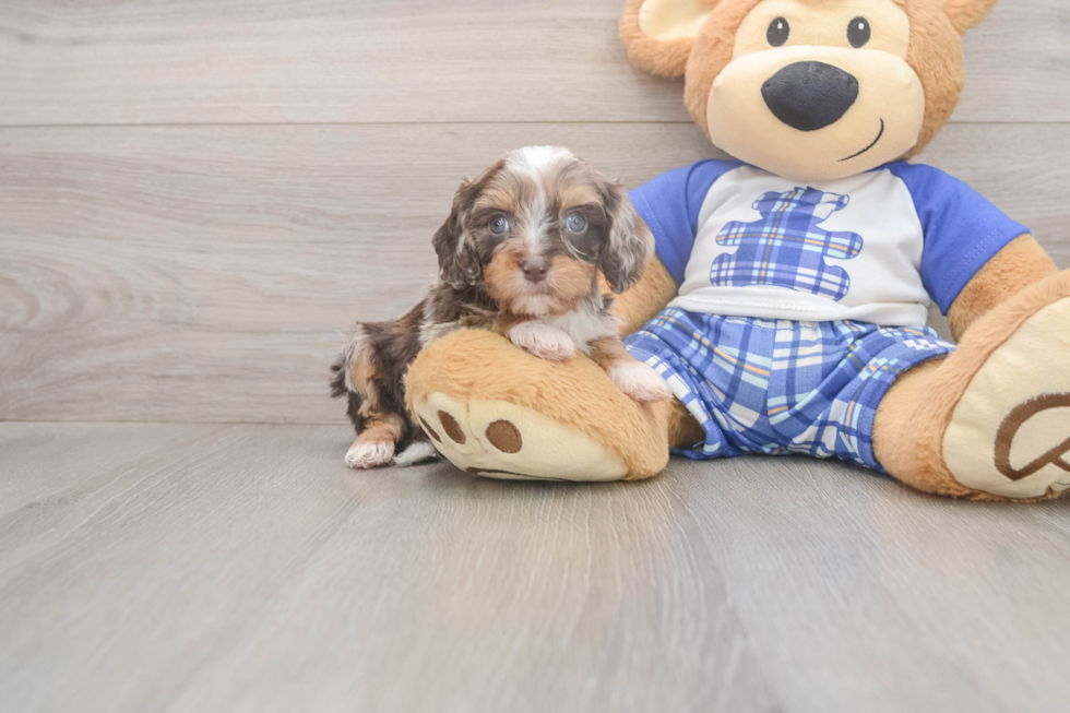 Meet Geneva - our Cavapoo Puppy Photo  1/3 - Windy City Pups Energetic Cavoodle Poodle Mix Puppy