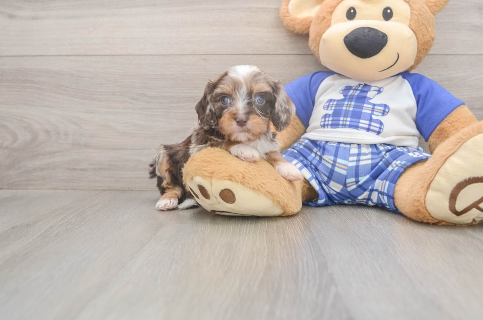 6 week old Cavapoo Puppy For Sale - Windy City Pups