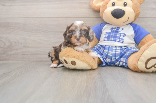 5 week old Cavapoo Puppy For Sale - Windy City Pups Energetic Cavoodle Poodle Mix Puppy