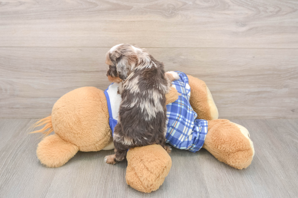 Meet Geneva - our Cavapoo Puppy Photo  3/3 - Windy City Pups Cavapoo Puppy for Adoption