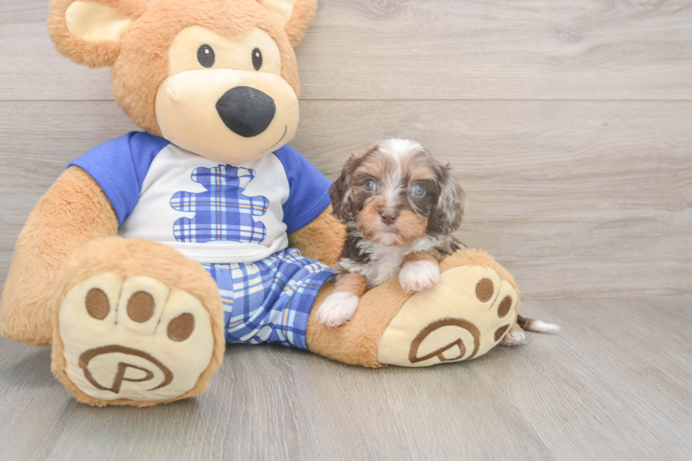 Meet Geneva - our Cavapoo Puppy Photo  2/3 - Windy City Pups Cavapoo Puppy for Adoption
