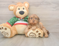 6 week old Cavapoo Puppy For Sale - Windy City Pups