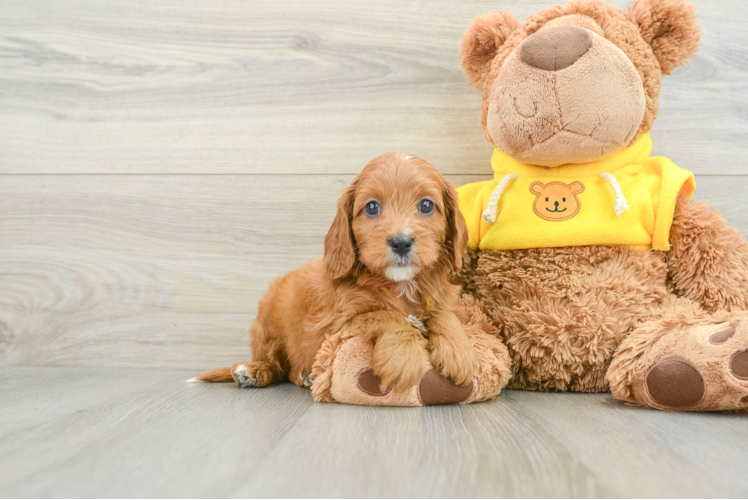 Cavapoo Puppy for Adoption