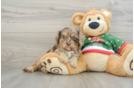 Small Cavapoo Baby