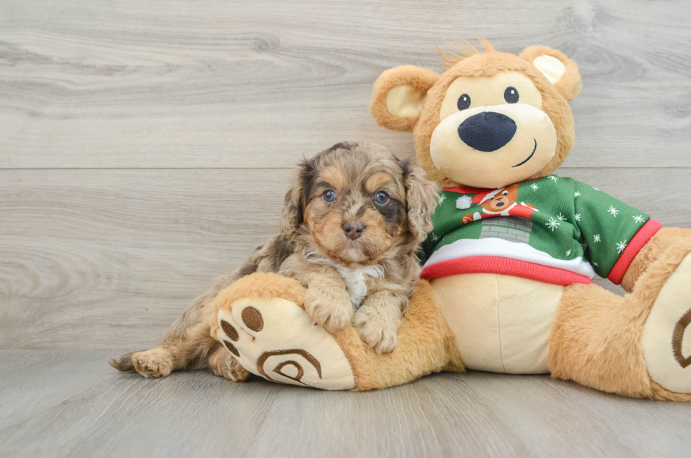 5 week old Cavapoo Puppy For Sale - Windy City Pups