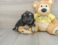 7 week old Cavapoo Puppy For Sale - Windy City Pups