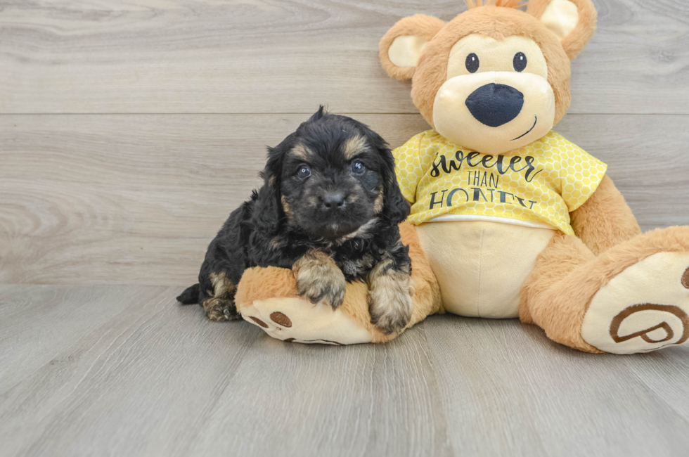 6 week old Cavapoo Puppy For Sale - Windy City Pups