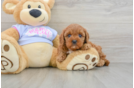 Best Cavapoo Baby